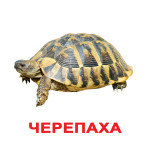 Великі картки Домана "Домашні Тварини" (Ламінація), картинки з тваринами, розвиваючі картки для дітей Великі картки Домана "Домашні Тварини" (Ламінація), картинки з тваринами, розвиваючі картки для дітей