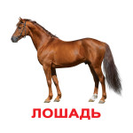 Великі картки Домана "Домашні Тварини" (Ламінація), картинки з тваринами, розвиваючі картки для дітей Великі картки Домана "Домашні Тварини" (Ламінація), картинки з тваринами, розвиваючі картки для дітей