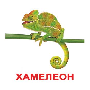 Великі картки "Экзотические животные" (Ламінація)