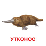 Большие карточки "Экзотические животные" (Ламинация)
