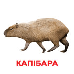 Ламинированные карточки Домана "Экзотические животные", обучающие карточки для детей, карточки для занятий