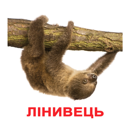 Ламинированные карточки Домана "Экзотические животные", обучающие карточки для детей, карточки для занятий