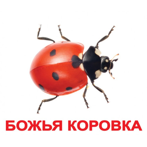Большие карточки "Насекомые" (ламинация) Большие карточки "Насекомые" (ламинация)