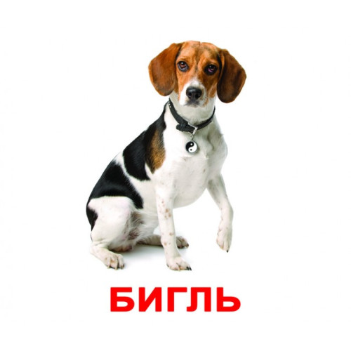 Большие карточки "Породы собак" (Ламинация)