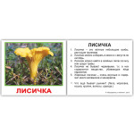 Міні російські "Грибы" Міні російські "Грибы"