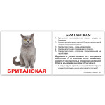 Міні російські "Породы кошек с фактами" Міні російські "Породы кошек с фактами"