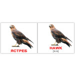 Міні російсько-англійські "Птицы/Birds" 