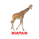Большие карточки Домана "Дикие животные", картинки с животными, развивающие карточки для детей