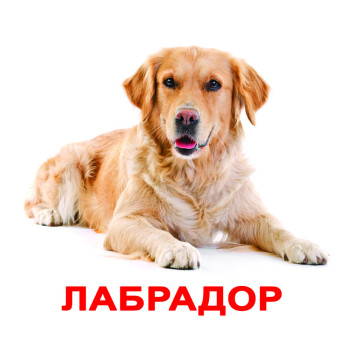 Большие карточки "Породы собак"
