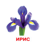 Великі картки "Цветы"(ламінація) Великі картки "Цветы"(ламінація)